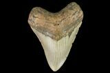 Fossil Megalodon Tooth - North Carolina #109824-1